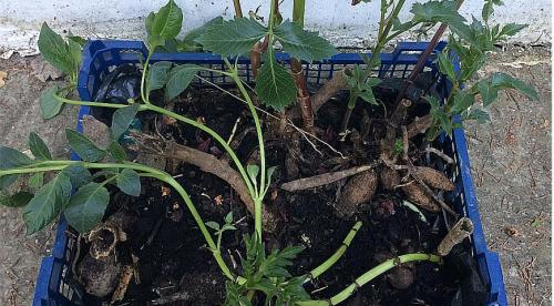 Можно оставить георгины в земле на зиму. Когда выкапывать георгины 16