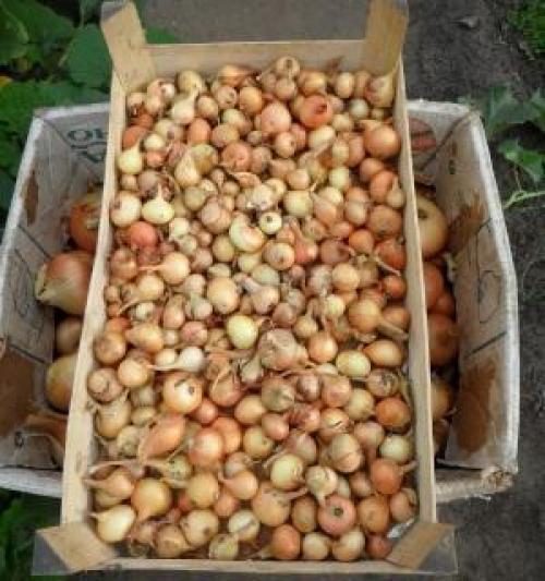 Как хранить лук севок в квартире. Способы и места