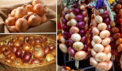 При какой температуре хранить лук. Выясняем, при какой температуре хранить лук, чтобы он не портился