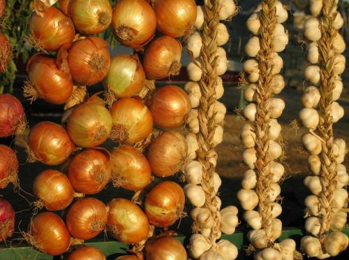 Как хранить лук, чтобы не прорастал. Как хранить лук не правильно