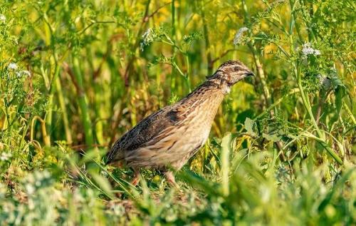 Какие существуют особенности разведения перепелов в разных климатических зонах. Перепёлка птица. Описание, особенности, виды, образ жизни и среда обитания перепёлки