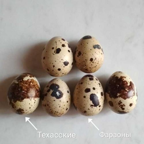 Можно ли разводить перепелов в квартире, и какие для этого нужны условия. Опыт содержания перепелов в квартире… и окончание эксперимента