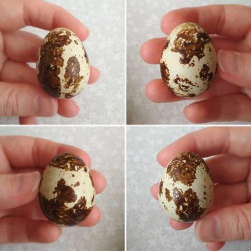 Можно ли разводить перепелов в квартире, и какие для этого нужны условия. Опыт содержания перепелов в квартире… и окончание эксперимента