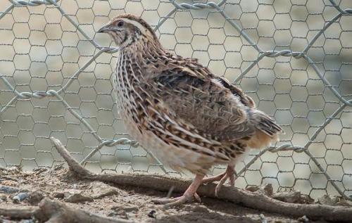 Какие существуют особенности разведения перепелов в разных климатических зонах. Перепёлка птица. Описание, особенности, виды, образ жизни и среда обитания перепёлки