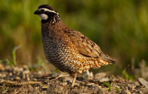 Какие существуют особенности разведения перепелов в разных климатических зонах. Перепёлка птица. Описание, особенности, виды, образ жизни и среда обитания перепёлки