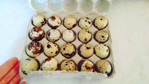 Можно ли разводить перепелов в квартире, и какие для этого нужны условия. Опыт содержания перепелов в квартире… и окончание эксперимента