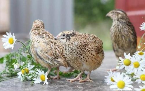 Какие существуют особенности разведения перепелов в разных климатических зонах. Перепёлка птица. Описание, особенности, виды, образ жизни и среда обитания перепёлки