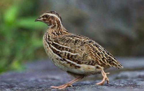 Какие существуют особенности разведения перепелов в разных климатических зонах. Перепёлка птица. Описание, особенности, виды, образ жизни и среда обитания перепёлки