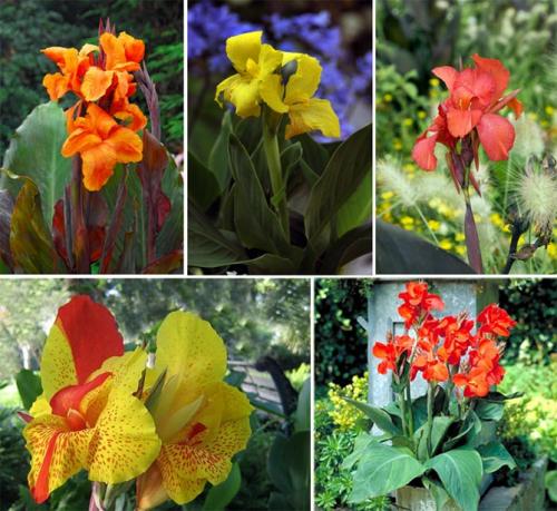 Когда выкапывать канны на зиму. Цветок канна – размножение, посадка, уход