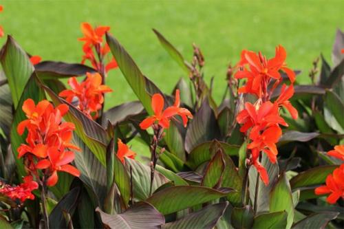 Когда выкапывать канны на зиму. Цветок канна – размножение, посадка, уход