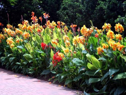 Когда выкапывать канны на зиму. Цветок канна – размножение, посадка, уход