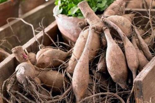 Можно ли не выкапывать георгины на зиму. Когда надо выкапывать георгины на зиму