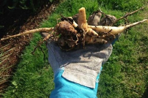 Можно ли не выкапывать георгины на зиму. Когда надо выкапывать георгины на зиму