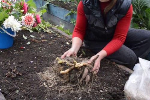 Когда и как выкапывать георгины. Когда выкапывать клубни георгинов на зиму: оптимальные сроки