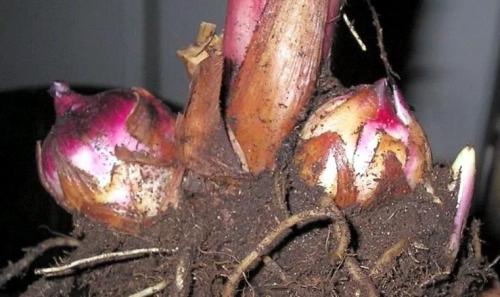 Когда выкапывать канны на зиму. Цветок канна – размножение, посадка, уход