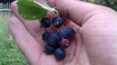 Ирга с чем сочетается. Ягода ирга: полезные свойства и что можно из нее готовить