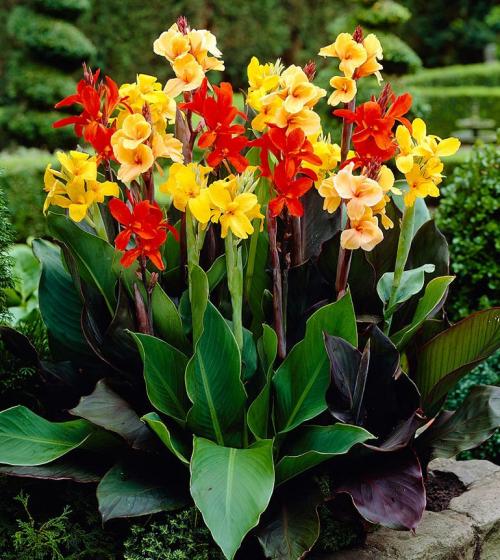 Когда выкапывать канны на зиму. Цветок канна – размножение, посадка, уход