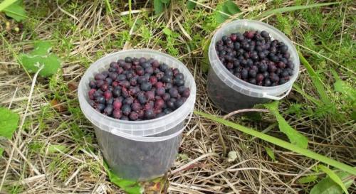 Ирга с чем сочетается. Ягода ирга: полезные свойства и что можно из нее готовить