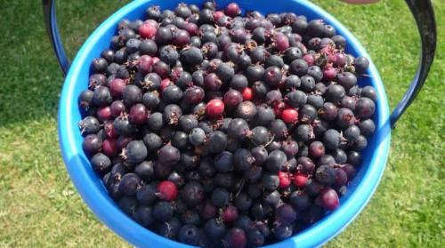 Ирга с чем сочетается. Ягода ирга: полезные свойства и что можно из нее готовить