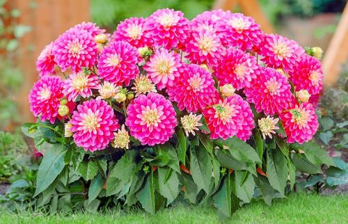 Как укрыть георгины на зиму. Как подготовить георгины к зиме: пошаговый рецепт