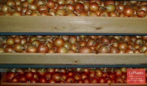 Как хранить лук, чтобы не сгнил. Способы хранения лука в погребах или хранилищах