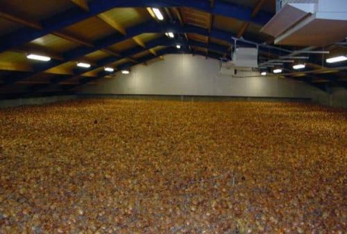 Как хранить лук севок в квартире. Способы и места хранения