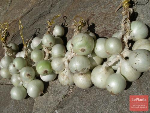 Как хранить лук, чтобы не сгнил. Способы хранения лука в погребах или хранилищах