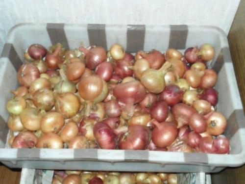 Как хранить лук севок в квартире. Способы и места хранения