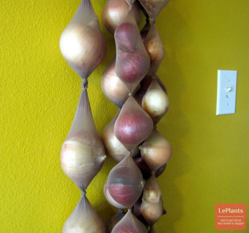 Как хранить лук, чтобы не сгнил. Способы хранения лука в погребах или хранилищах