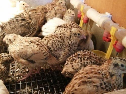 Перепела – простой старт для вашего фермерского дела 05 Перепела – простой старт для вашего фермерского дела 05