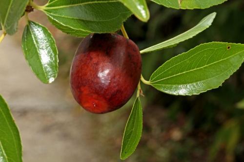 Унаби уход. Финик унаби (лат. Phoenix Ziziphus jujuba) – содержание и уход в комнатных условиях