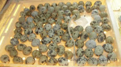 Как проблему шума от перепелов. Обустроились