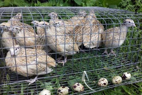 Сколько места нужно для содержания перепелов в домашних условиях. Перепела: разведение, кормление и содержание