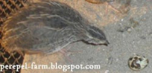 Как проблему шума от перепелов. Обустроились