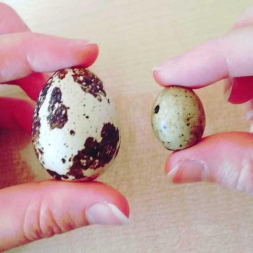 Почему стоит содержать перепелов дома. Опыт содержания перепелов в квартире… и окончание эксперимента