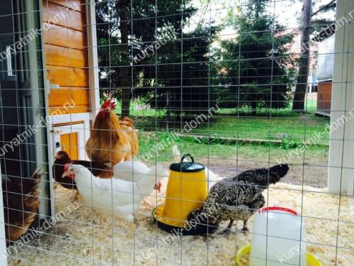 Полное руководство по содержанию и уходу за перепелами в домашнем хозяйстве 01 Полное руководство по содержанию и уходу за перепелами в домашнем хозяйстве 01