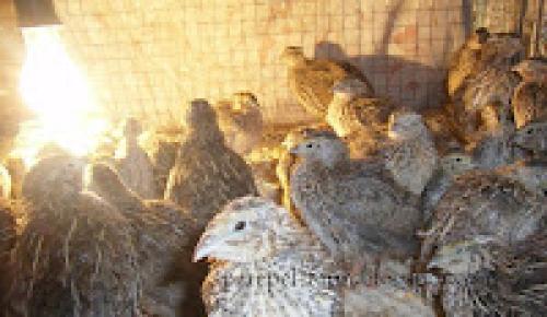 Как проблему шума от перепелов. Обустроились