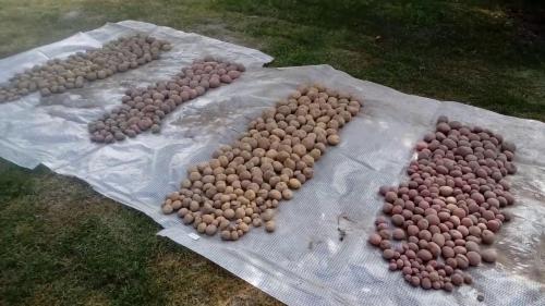 Самые лучшие ранние сорта картофеля на 2025 год.. Лучшие ранние сорта картофеля