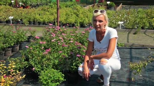 Как правильно посадить спирею осенью. Добавление статьи в новую подборку 06 Как правильно посадить спирею осенью. Добавление статьи в новую подборку 06