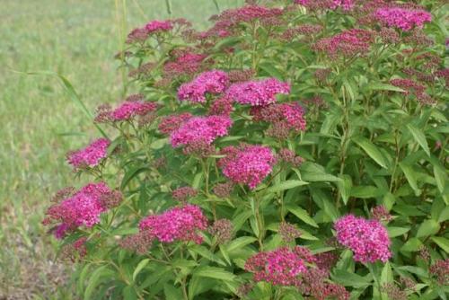 Спирея обрезка. Обрезка летнецветущих спирей