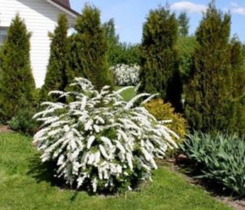 С чем посадить спирею. Спирея серая описание