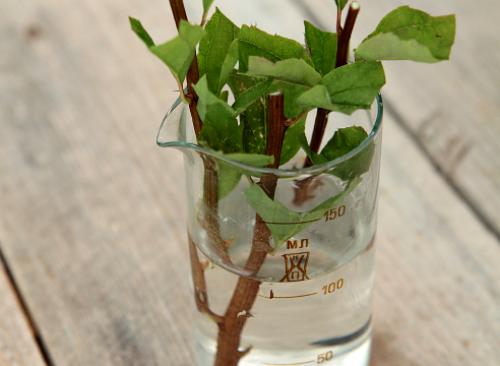 Как реанимировать спирею. Спирея японская: размножаем, поливаем, подкармливаем, полный календарь ухода на сезон