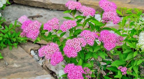 Как правильно посадить спирею осенью. Добавление статьи в новую подборку 02 Как правильно посадить спирею осенью. Добавление статьи в новую подборку 02