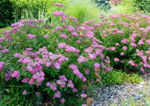 Где посадить спирею на участке. Спирея в открытом грунте: сроки и правила посадки, уход