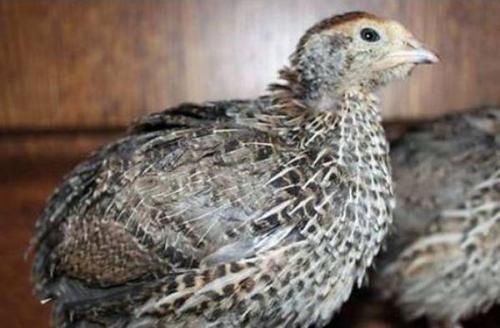 Какие признаки здоровья у перепелят и как их определить. Незаразные болезни