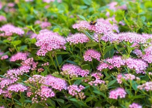 Пересадка спиреи весной. Спирея в открытом грунте: сроки и правила посадки, уход