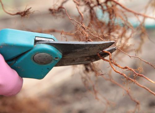 Как разделить куст спиреи японской. Мастер-класс по весеннему делению куста спиреи