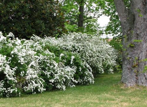 Пересадка спиреи весной. Спирея в открытом грунте: сроки и правила посадки, уход