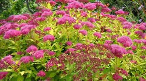 Спирея летнецветущая пересадка. Когда и как пересаживать спирею: выбираем место и время, соблюдаем технологию