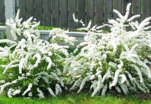 Пересадка спиреи грефшейм. V. Декоративность кустарника